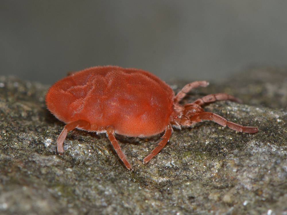 Trombidium gigante?